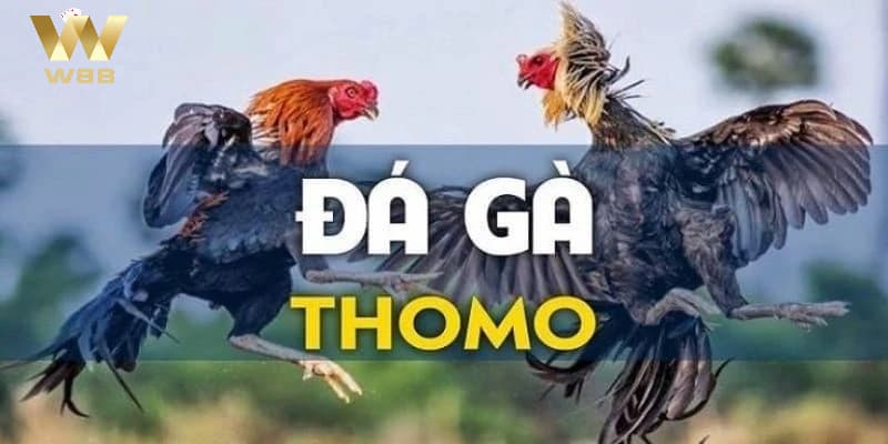 Đặc điểm nổi bật của đá gà Thomo là gì?