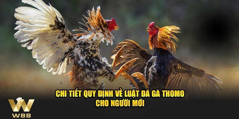 Luật chơi đá gà Thomo dễ hiểu nhất cho người chơi mới