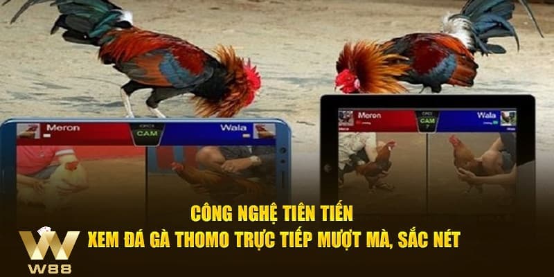 Tại sao nên chơi đá gà Thomo tại nhà cái W88?